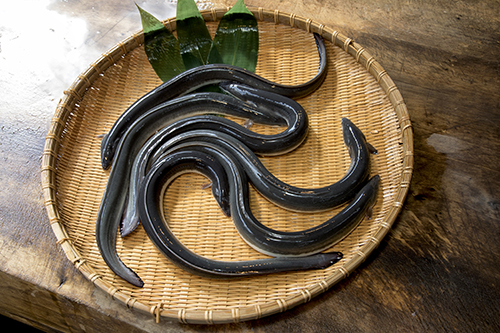 良質なうなぎを厳選して使用